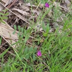 Vicia sativa at West Albury, NSW - 15 Sep 2021 04:04 PM