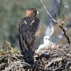 Aquila audax (Wedge-tailed Eagle) at Mount Ainslie - 14 Sep 2021 by jb2602