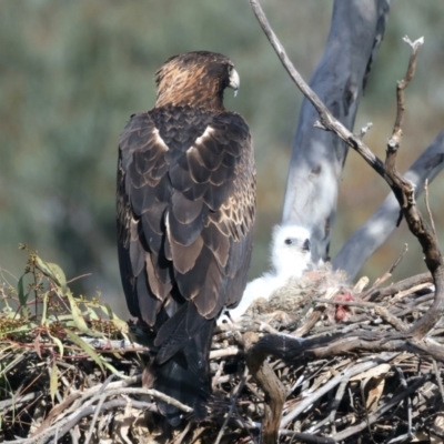Aquila audax (Wedge-tailed Eagle) at Mount Ainslie - 14 Sep 2021 by jb2602