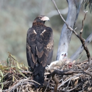 Aquila audax at Majura, ACT - suppressed