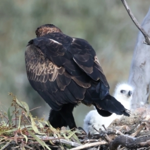 Aquila audax at Majura, ACT - suppressed