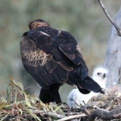 Aquila audax at Majura, ACT - 14 Sep 2021