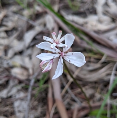 Burchardia umbellata (Milkmaids) at Nail Can Hill - 15 Sep 2021 by Darcy