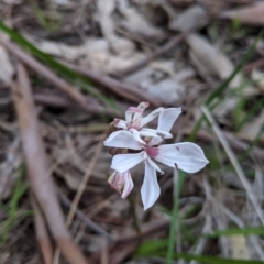 Burchardia umbellata at West Albury, NSW - 15 Sep 2021 04:06 PM