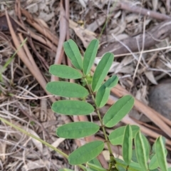 Indigofera australis subsp. australis (Australian Indigo) at West Albury, NSW - 15 Sep 2021 by Darcy