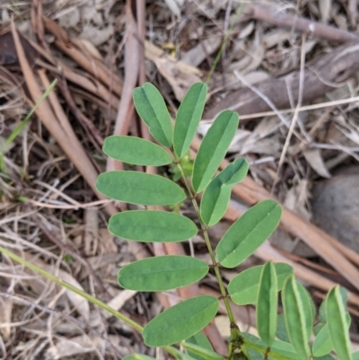 Indigofera australis subsp. australis (Australian Indigo) at Nail Can Hill - 15 Sep 2021 by Darcy