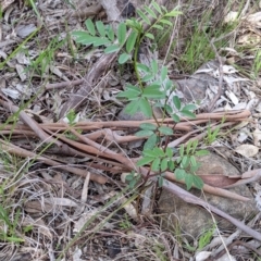 Indigofera australis subsp. australis at West Albury, NSW - 15 Sep 2021 04:08 PM