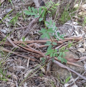 Indigofera australis subsp. australis at West Albury, NSW - 15 Sep 2021 04:08 PM