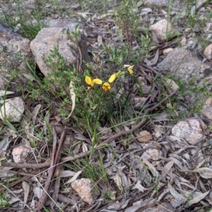 Diuris pardina at West Albury, NSW - 15 Sep 2021