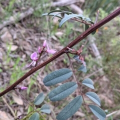 Indigofera australis subsp. australis (Australian Indigo) at Nail Can Hill - 15 Sep 2021 by Darcy