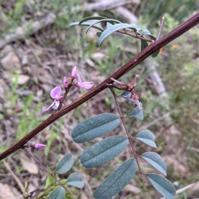 Indigofera australis subsp. australis (Australian Indigo) at Nail Can Hill - 15 Sep 2021 by Darcy