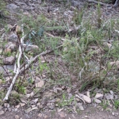 Indigofera australis subsp. australis at West Albury, NSW - 15 Sep 2021 04:11 PM