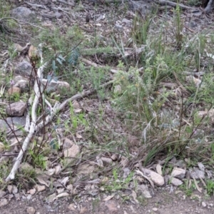 Indigofera australis subsp. australis at West Albury, NSW - 15 Sep 2021 04:11 PM