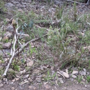 Indigofera australis subsp. australis at West Albury, NSW - 15 Sep 2021
