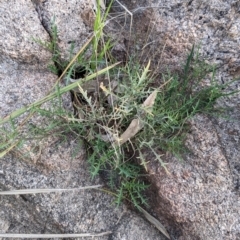 Isotoma axillaris (Australian Harebell, Showy Isotome) at Nail Can Hill - 15 Sep 2021 by Darcy