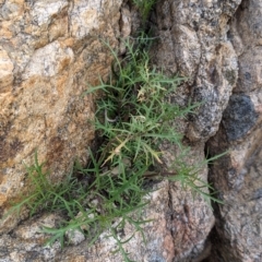 Isotoma axillaris at West Albury, NSW - 15 Sep 2021