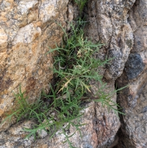 Isotoma axillaris at West Albury, NSW - 15 Sep 2021