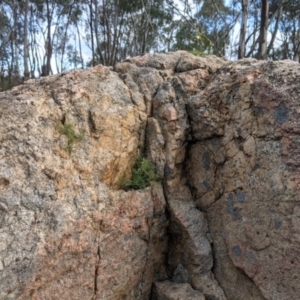 Isotoma axillaris at West Albury, NSW - 15 Sep 2021