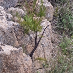 Exocarpos cupressiformis (Cherry Ballart) at Albury - 15 Sep 2021 by Darcy