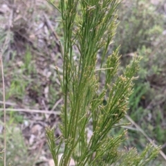 Exocarpos cupressiformis at West Albury, NSW - 15 Sep 2021 04:13 PM