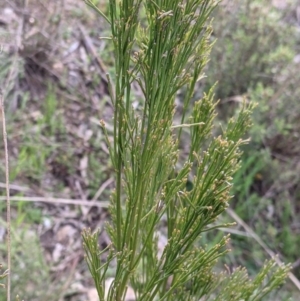 Exocarpos cupressiformis at West Albury, NSW - 15 Sep 2021 04:13 PM