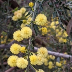 Acacia paradoxa (Kangaroo Thorn) at Nail Can Hill - 15 Sep 2021 by Darcy