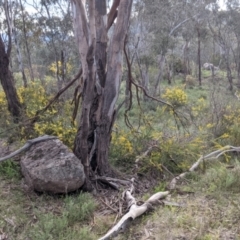 Acacia paradoxa at West Albury, NSW - 15 Sep 2021 04:14 PM