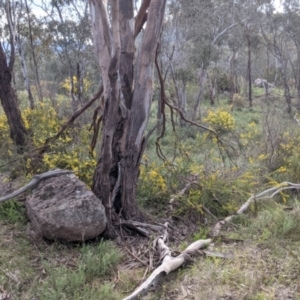 Acacia paradoxa at West Albury, NSW - 15 Sep 2021