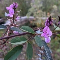 Indigofera australis subsp. australis (Australian Indigo) at Nail Can Hill - 15 Sep 2021 by Darcy