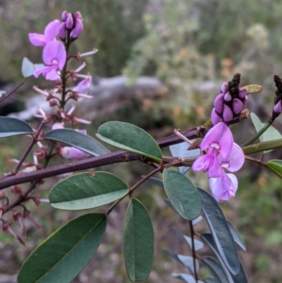 Indigofera australis subsp. australis (Australian Indigo) at West Albury, NSW - 15 Sep 2021 by Darcy