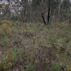 Indigofera australis subsp. australis at West Albury, NSW - 15 Sep 2021 04:16 PM