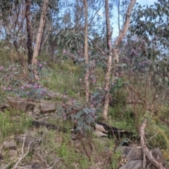 Indigofera australis subsp. australis at West Albury, NSW - 15 Sep 2021 04:18 PM