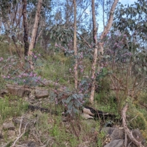 Indigofera australis subsp. australis at West Albury, NSW - 15 Sep 2021 04:18 PM