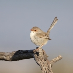 Malurus cyaneus (Superb Fairywren) at Mount Ainslie - 14 Sep 2021 by jbromilow50