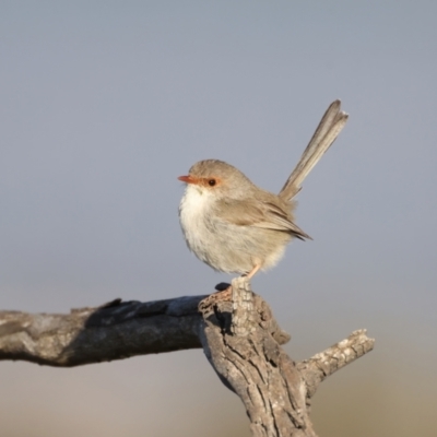 Malurus cyaneus (Superb Fairywren) at Mount Ainslie - 14 Sep 2021 by jbromilow50