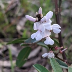 Indigofera australis subsp. australis (Australian Indigo) at West Albury, NSW - 15 Sep 2021 by Darcy