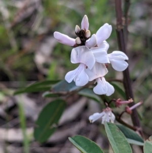 Indigofera australis subsp. australis at West Albury, NSW - 15 Sep 2021