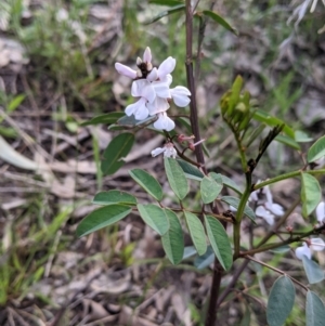 Indigofera australis subsp. australis at West Albury, NSW - 15 Sep 2021