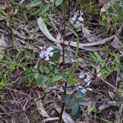 Indigofera australis subsp. australis at West Albury, NSW - 15 Sep 2021 04:19 PM