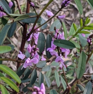 Indigofera australis subsp. australis at West Albury, NSW - 15 Sep 2021 04:20 PM