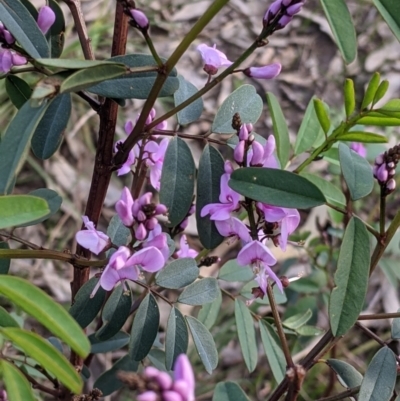 Indigofera australis subsp. australis (Australian Indigo) at Nail Can Hill - 15 Sep 2021 by Darcy