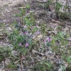 Indigofera australis subsp. australis at West Albury, NSW - 15 Sep 2021 04:20 PM