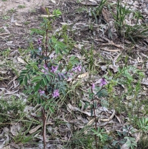 Indigofera australis subsp. australis at West Albury, NSW - 15 Sep 2021 04:20 PM