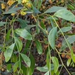 Acacia verniciflua (Varnish Wattle) at Nail Can Hill - 15 Sep 2021 by Darcy