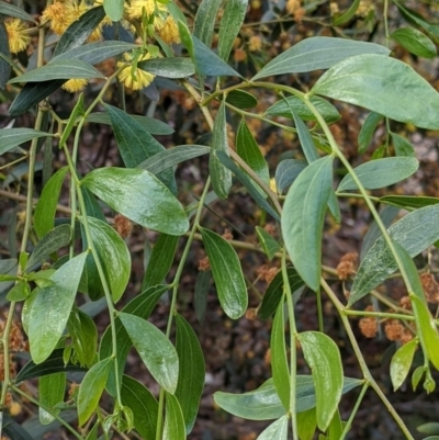 Acacia verniciflua (Varnish Wattle) at Albury - 15 Sep 2021 by Darcy