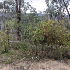 Acacia verniciflua at West Albury, NSW - 15 Sep 2021