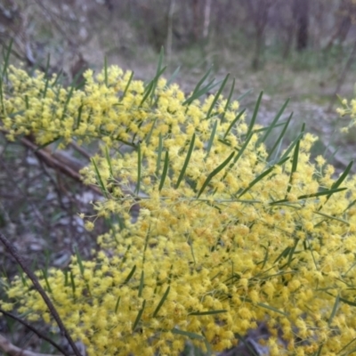 Acacia boormanii (Snowy River Wattle) at West Albury, NSW - 15 Sep 2021 by Darcy