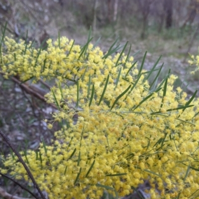 Acacia boormanii (Snowy River Wattle) at Nail Can Hill - 15 Sep 2021 by Darcy