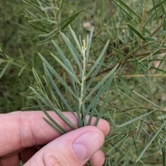 Acacia boormanii at West Albury, NSW - 15 Sep 2021 04:29 PM