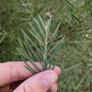Acacia boormanii at West Albury, NSW - 15 Sep 2021 04:29 PM